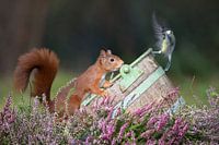 Eichhörnchen und Kohlmeise