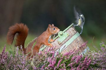 squirrel and great tit by Ina Hendriks-Schaafsma