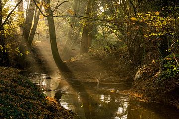 Dutch brook in the autumn afternoon sun by Tonko Oosterink