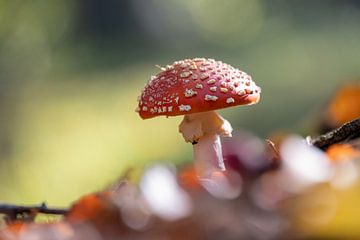 Rood witte paddestoel van Janny Beimers