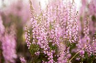Heide bloemen van Karijn | Fine art Natuur en Reis Fotografie thumbnail
