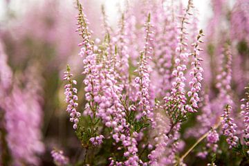 Heather flowers by Karijn | Fine art Natuur en Reis Fotografie