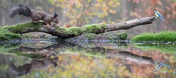 Panorama of a squirrel in the forest with autumn colours, accompanied by a pretty bird (chickadee). by Nicky Depypere