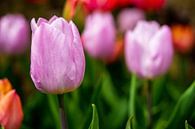Pink tulips by Jan van Broekhoven thumbnail