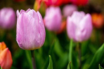 Tulipes roses