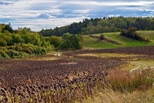 Herfst zonnebloemveld in Schiffmühle