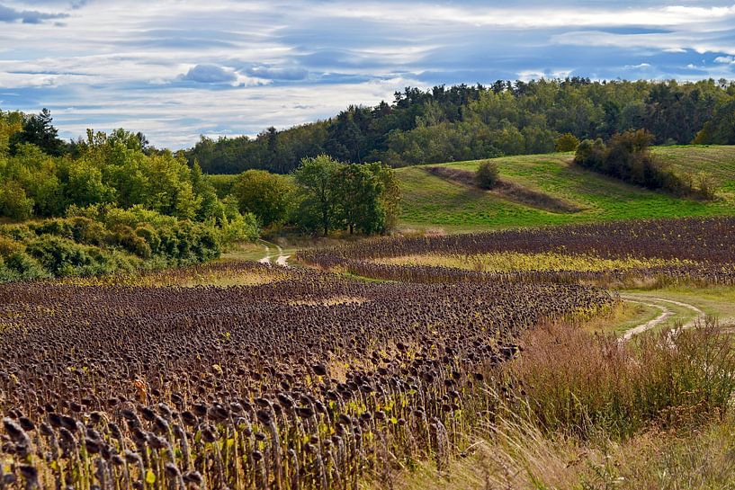 Herbstliches Sonnenblumen-Feld in Schiffmühle  von Silva Wischeropp