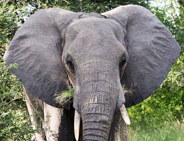 big elephant in kruger park