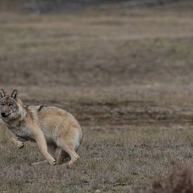 Eric Siemelink profielfoto