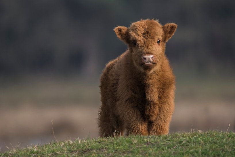 Jong en nieuwsgierig Schotse Hooglanderkalf van Marc van Tilborg