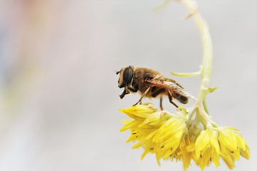 Handen wassen voor het eten van Marije Zwart