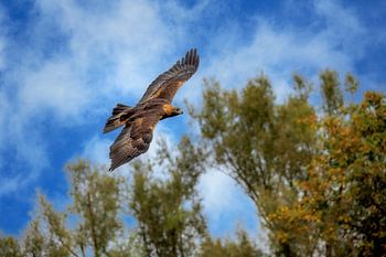 Close-up of a golden eagle in flight