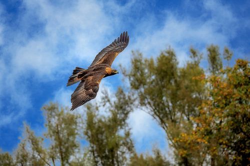 Nahaufnahme von einem Steinadler im Flug