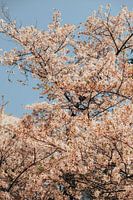 Poésie printanière : des cerisiers en fleurs sur fond de ciel bleu
