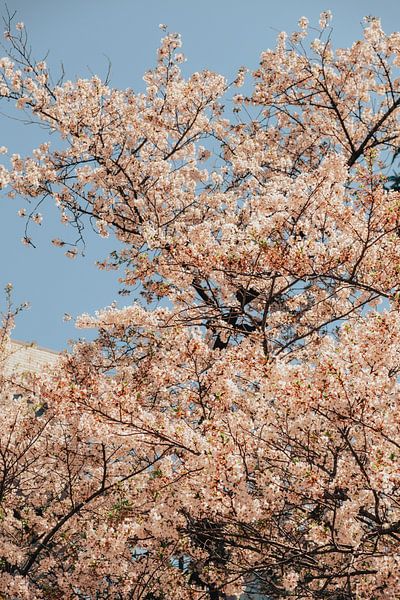 Poésie printanière : des cerisiers en fleurs sur fond de ciel bleu par NZME Photography