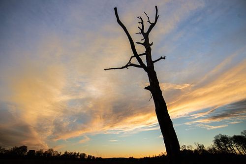 De dode boom van Leersumse Veld