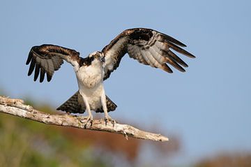 Osprey by Harry Eggens