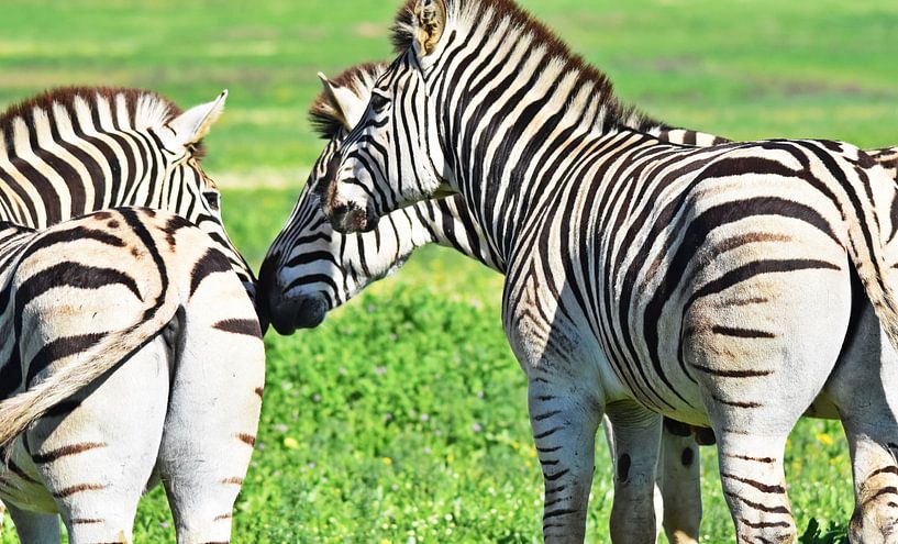 Zebras in the wild by Werner Lehmann