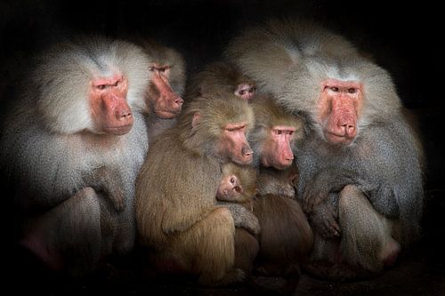 Bavianen observeren gebeurtenissen, een groepsportret