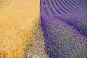 Lavendelblüte in der Provence an einem Sommertag