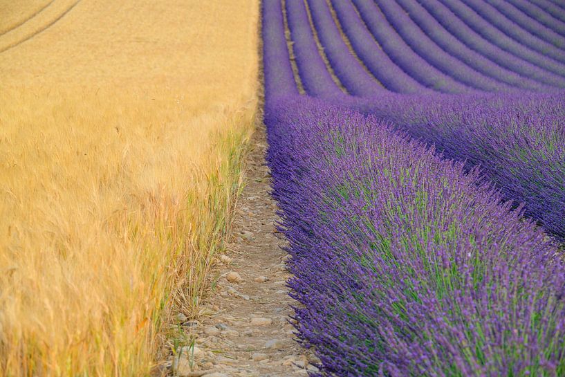 Lavender blossoming in the Provence during a summer day by Sjoerd van der Wal Photography