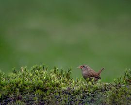 Wren