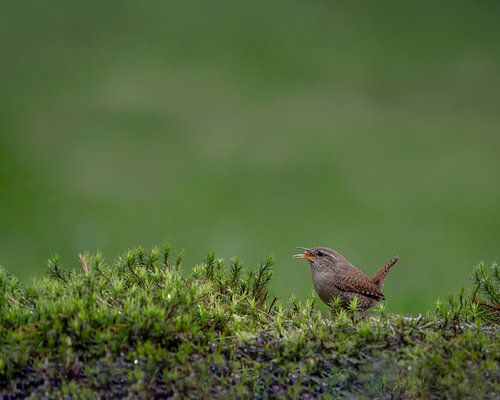 Troglodyte mignon sur Liliane Jaspers