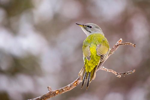 De Grijskopspecht of Grauwe Specht (Picus canus)