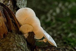 champignons en porcelaine sur Petra Vastenburg