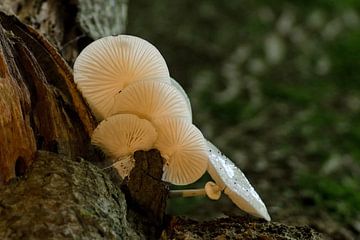porcelain mushrooms by Petra Vastenburg
