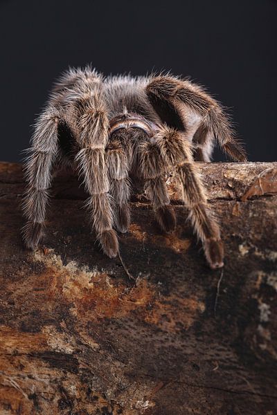 Chilenische Vogelspinne (Grammostola rosea) von Ronald Pol