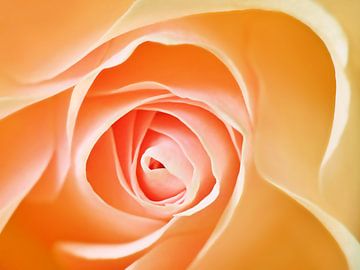 Sanfte Rose in Orange von Caroline Lichthart