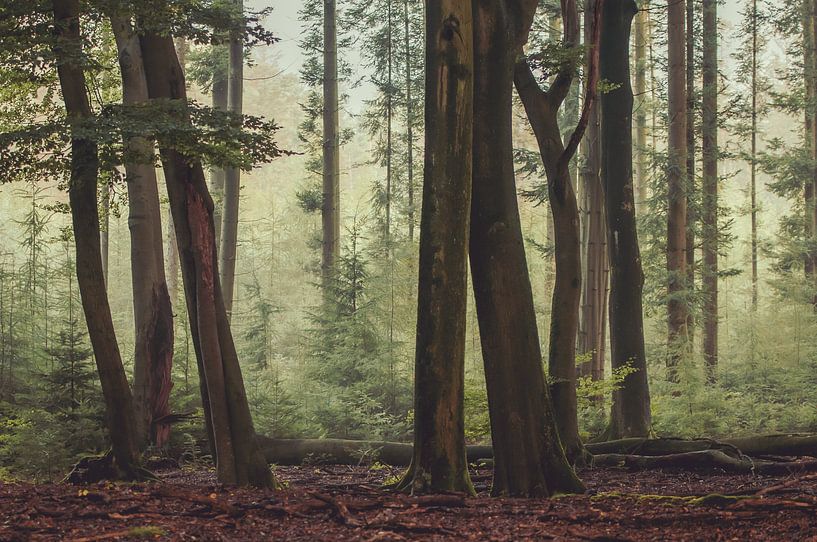 Speulderbos von Nancy van Verseveld