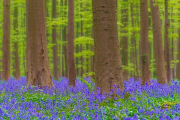 Wilde hyacinten bloemen in het bos in het voorjaar