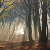 Wandelen met de honden in het bos van Barbara Brolsma