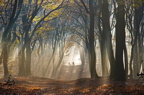 Hiking with the dogs