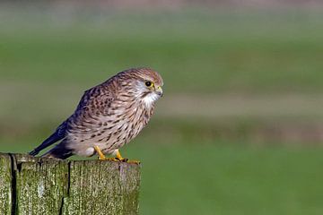 kestrel by Petra Vastenburg