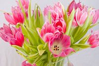 Bos Tulpen