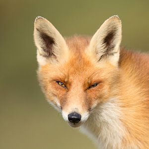 Vos