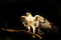Buzzerd