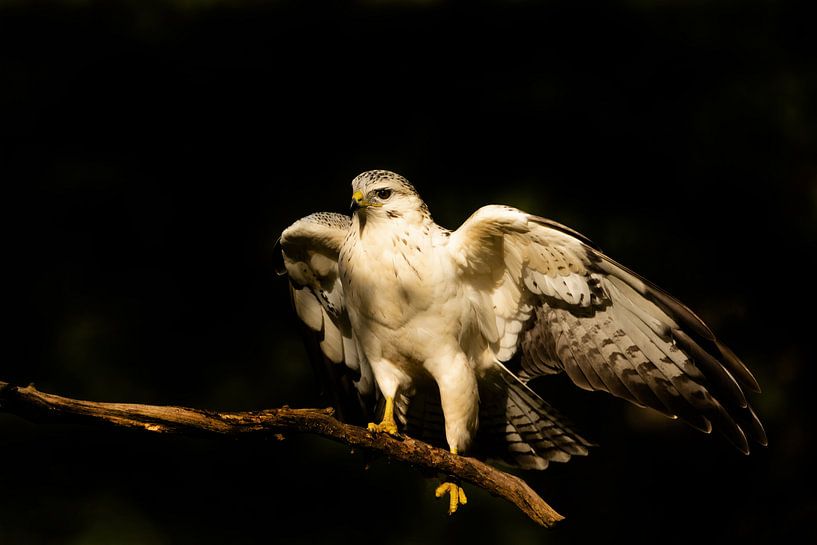 Buzzerd par Ria de Heij