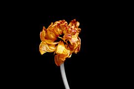 Transience by Thomas Jäger