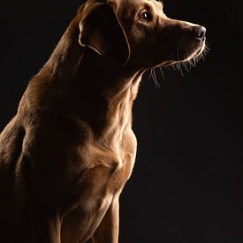 Portrait fine-art d'un élégant Labrador Retriever sur Lotte van Alderen