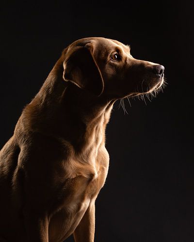 Portrait fine-art d'un élégant Labrador Retriever sur Lotte van Alderen