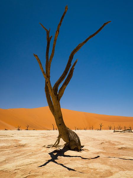 Deadvlei Namibia by Willemijn Wolthaus