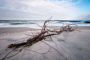 Treibholz an der Küste der Ostsee an einem stürmischen Tag