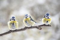 three eurasian blue tits (Cyanistes caeruleus) sitting together on a branch in the wind, the small p