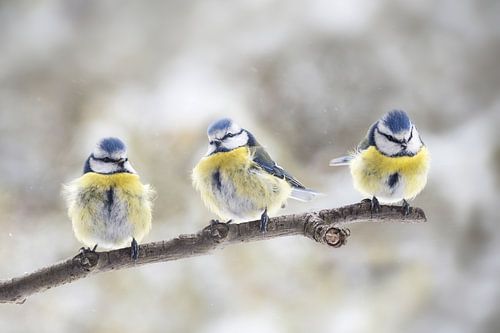 drie eurasische blauwe tieten (Cyanistes caeruleus) die samen op een tak in de wind zitten, de klein
