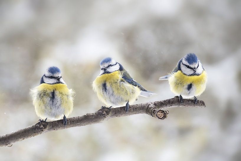 three eurasian blue tits (Cyanistes caeruleus) sitting together on a branch in the wind, the small p by Maren Winter