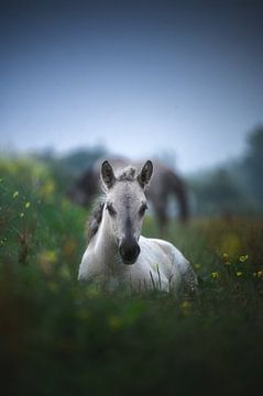 Peace in the Meadow by Tales of Justin
